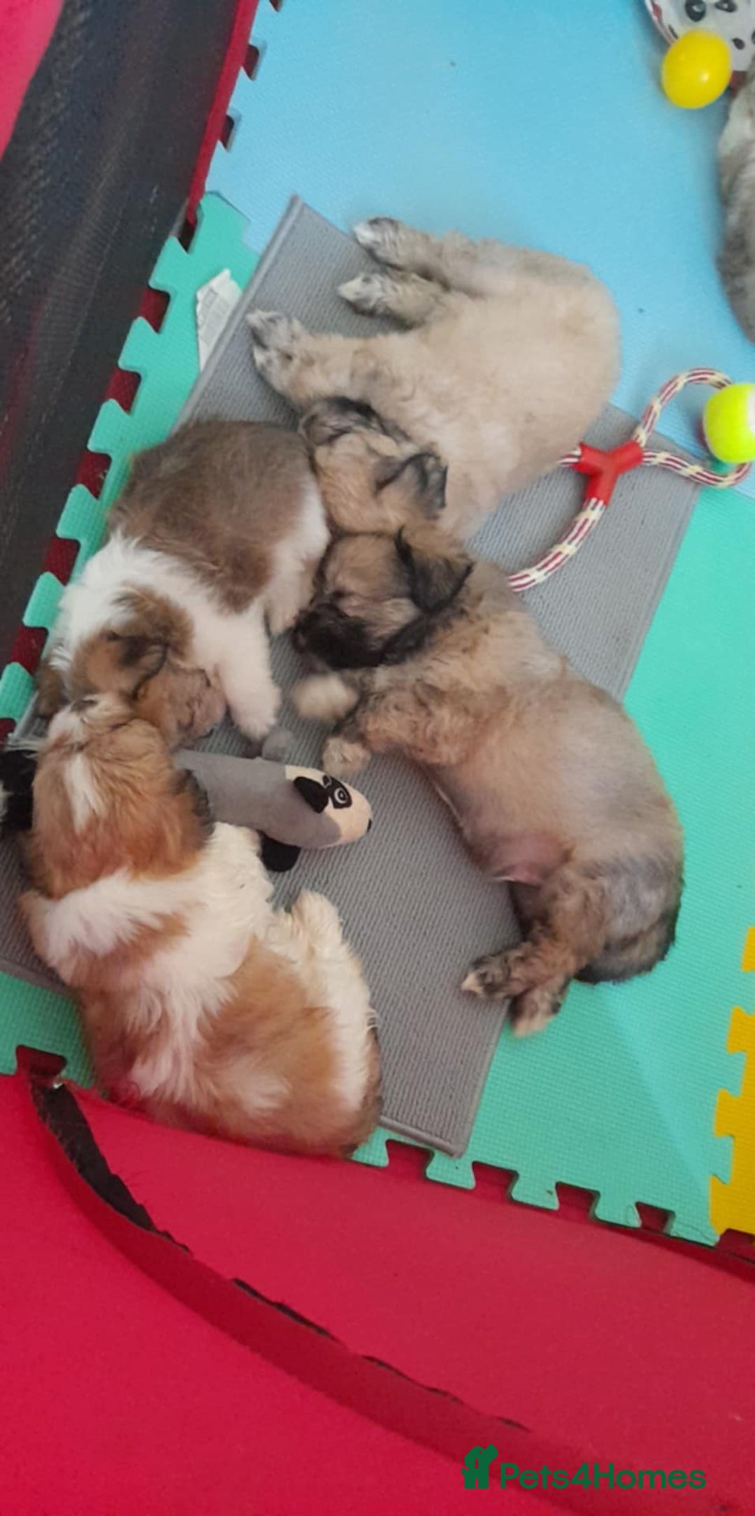 Mixed Breed dogs for sale: Jack Tzu  - Image 2