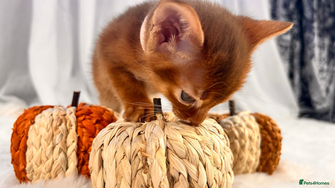 Abyssinian cats for sale: TICA champion line Abyssinian kittens  - Image 12