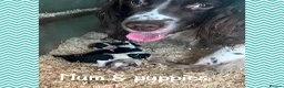 Sprollie dogs for sale: ⚡️Stunning Sprollie Puppies⚡️ - Advert 12