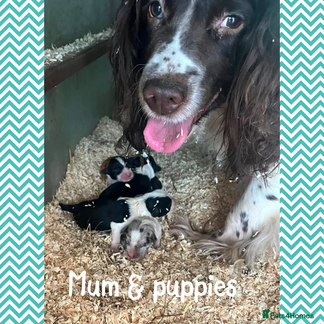 Sprollie dogs for sale: ⚡️Stunning Sprollie Puppies⚡️ - Advert 12