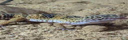 Leopard Gecko reptiles for sale: Leaped gecko  - Advert 2