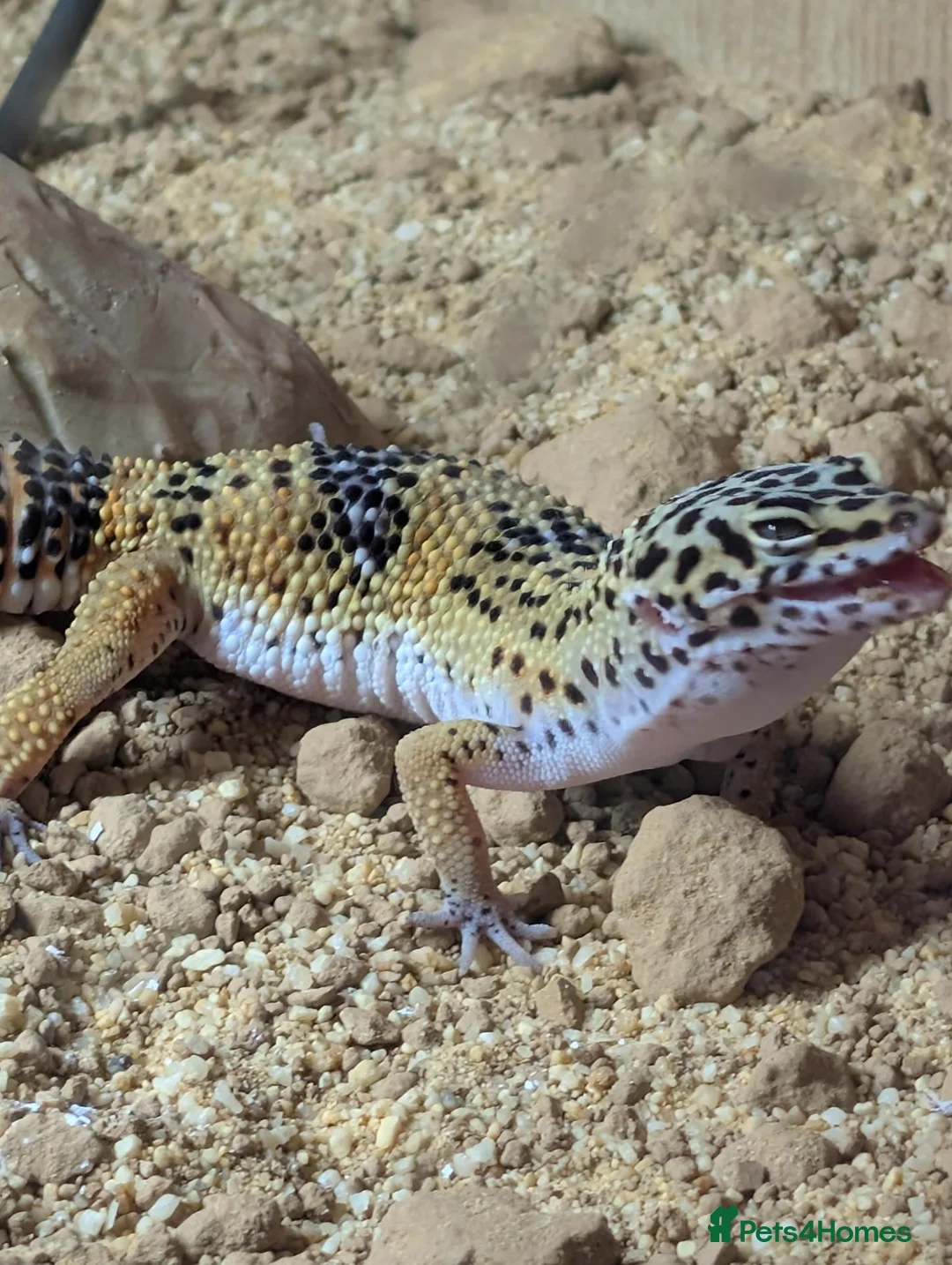 Leopard Gecko reptiles for sale: Leaped gecko  - Advert 2