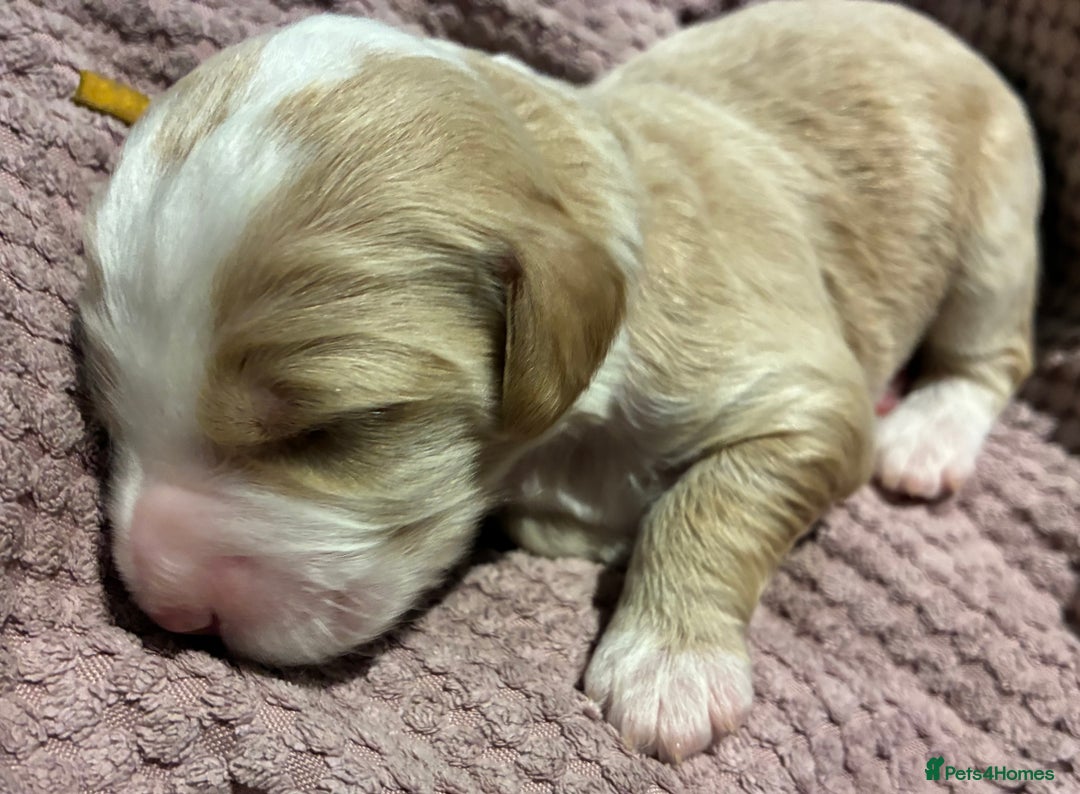 Australian Labradoodle dogs for sale: Australian Labradoodle, exceptional homes only - Advert 3