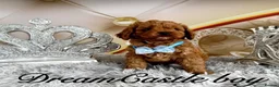 Cavapoo dogs for sale: Deep red Teddy Cavapoo ready now - Advert 23