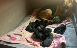German Shepherd dogs for sale: German Shepherd puppies - Image 19