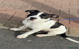 Staffordshire Bull Terrier dogs for sale: Pup for sale  - Image 1