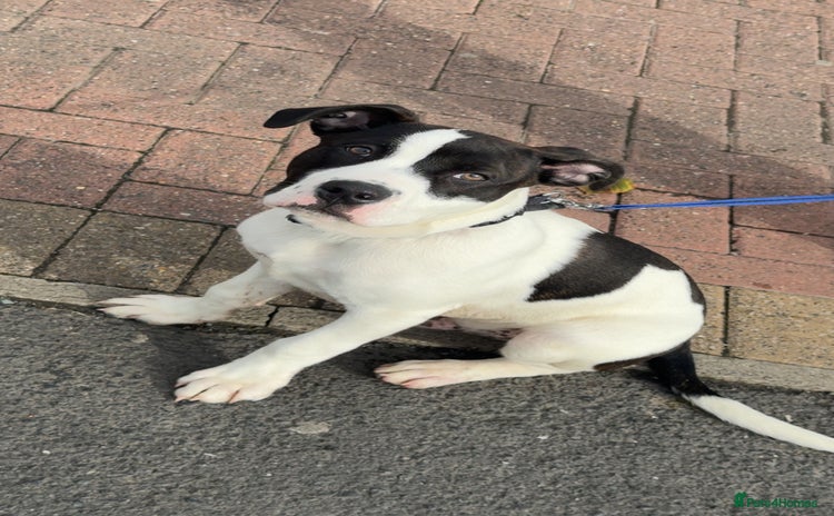 Staffordshire Bull Terrier dogs - Advert 1