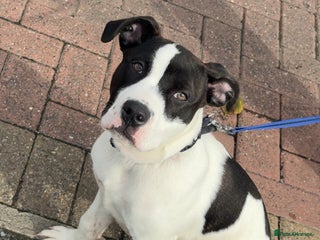 Staffordshire Bull Terrier dogs - Advert 1