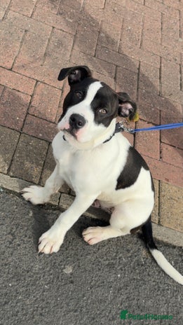 Staffordshire Bull Terrier dogs - Advert 1