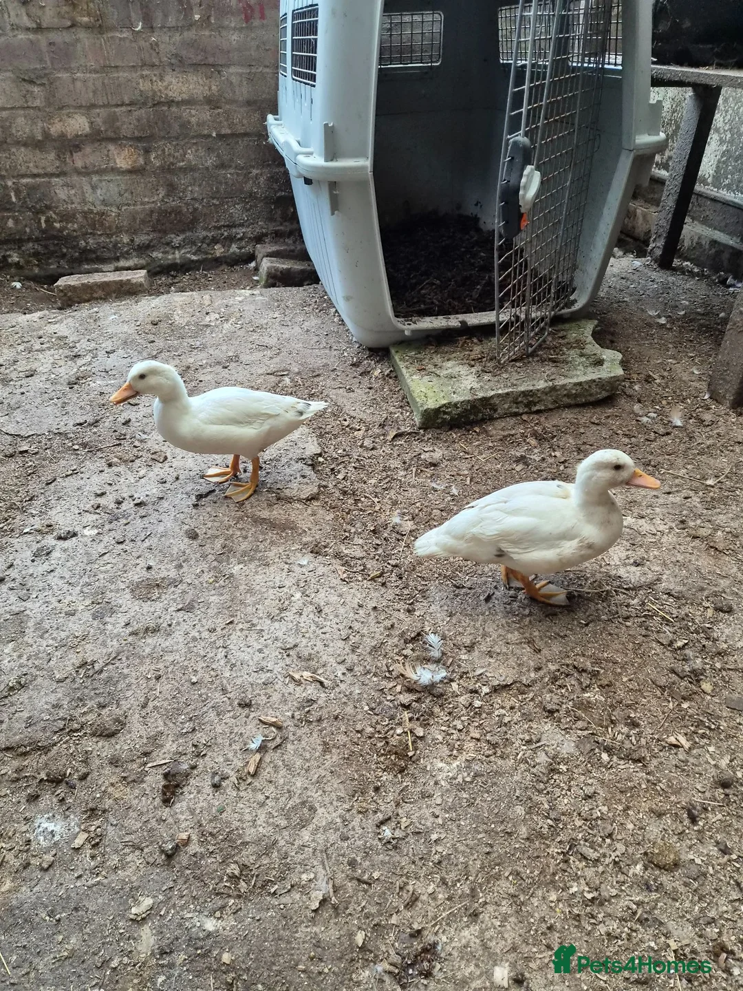 Ducks poultry for sale: 3 call ducks for sale £50 - Advert 5
