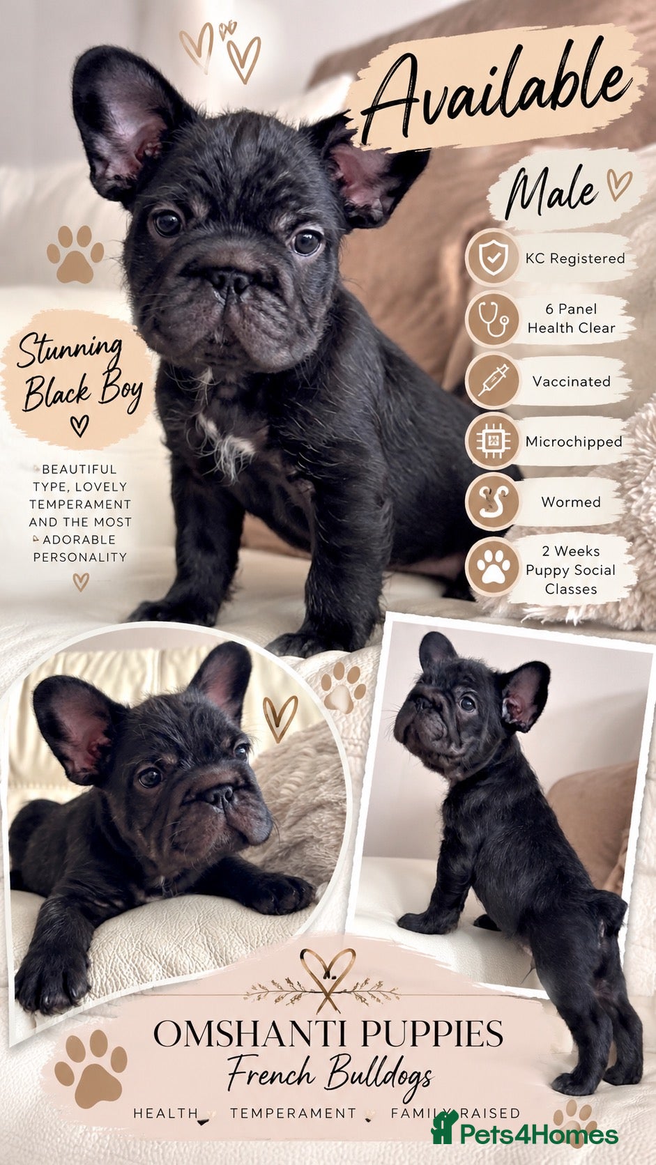 French Bulldog dogs for sale: Chunky French Bulldog Pups - Advert 3
