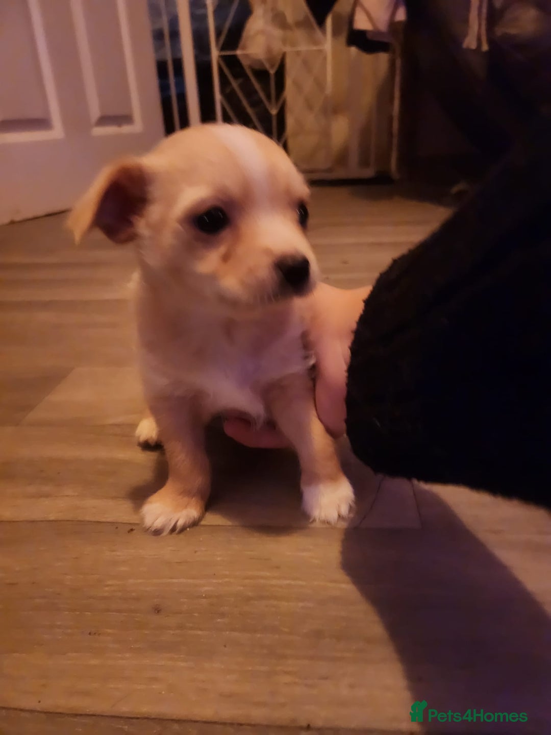 Mixed Breed dogs for sale: Beautiful boy chihuahua  - Advert 2