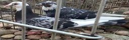Pigeons birds for sale: Two Sweet Female Pigeons - Advert 3