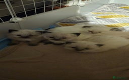 Ragdoll cats for sale: Ragdoll babies  - Image 23