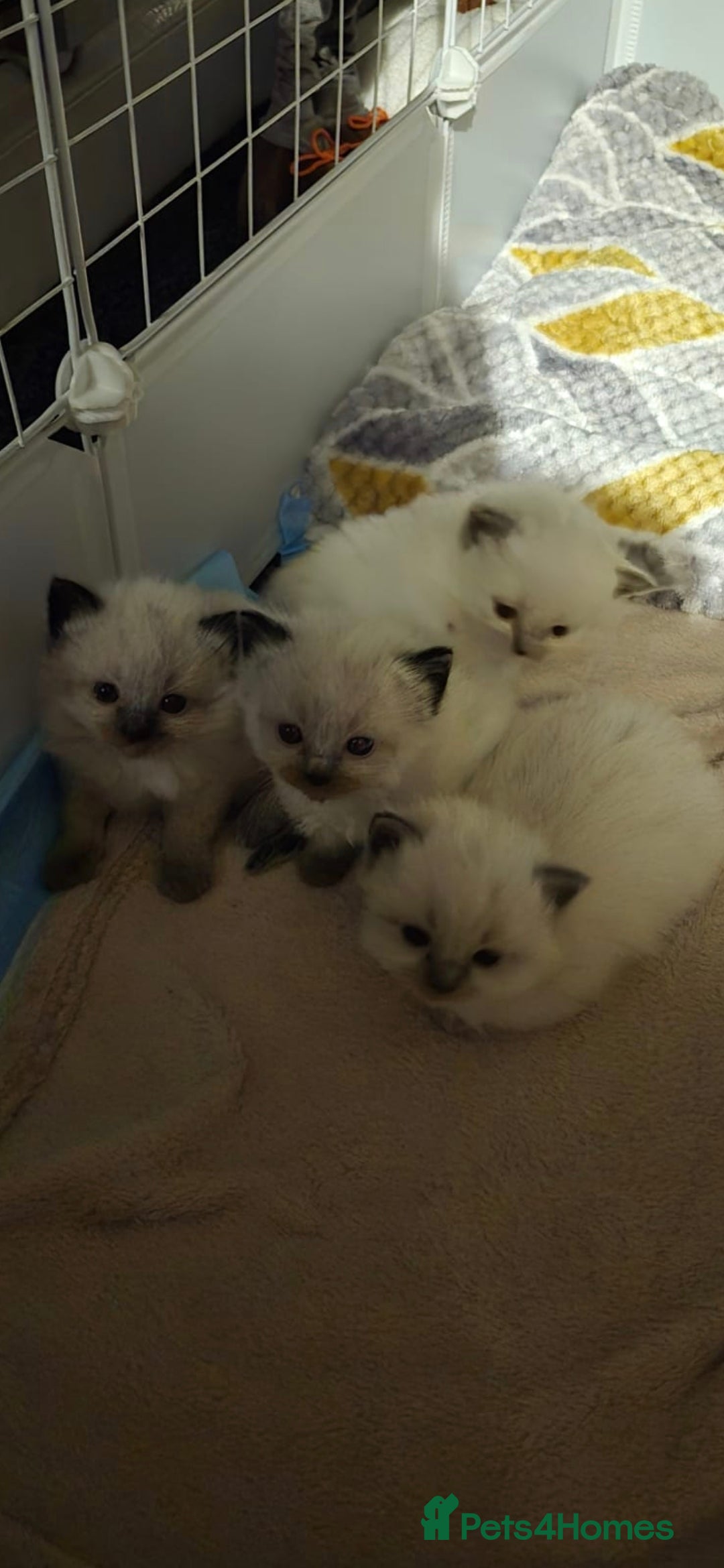 Ragdoll cats for sale: Ragdoll babies  - Image 23