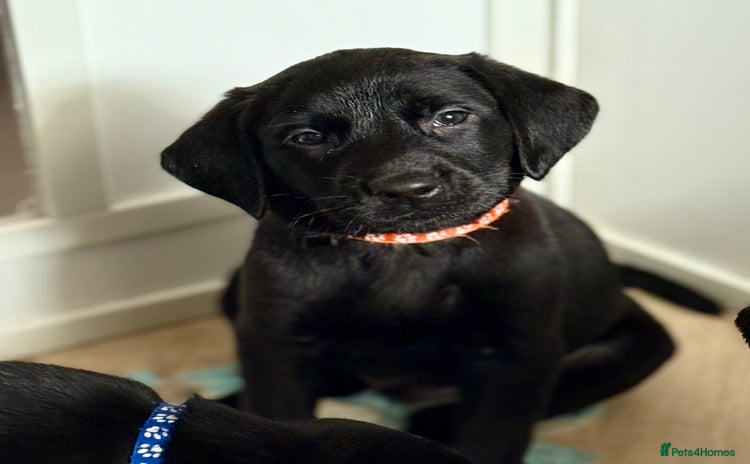 Labrador Retriever dogs - Advert 5