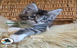 Maine Coon cats for sale: Maine coon kittens - Image 22