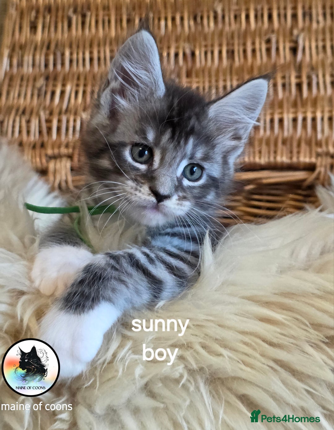 Maine Coon cats for sale: Maine coon kittens - Image 22