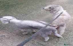 Bedlington Terrier dogs for sale: Bedlington terriers for sale  - Image 10