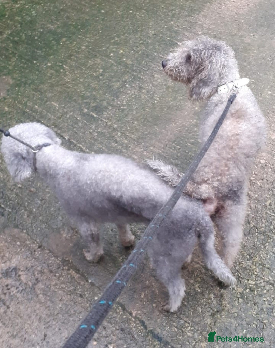 Bedlington Terrier dogs for sale: Bedlington terriers for sale  - Image 10