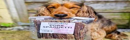 Cocker Spaniel dogs for sale: Sykehead cocker spaniel KC comprehensive health - Advert 6