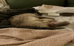 Ragdoll cats for sale: One female Ragdoll left  in Cambridge - Image 19