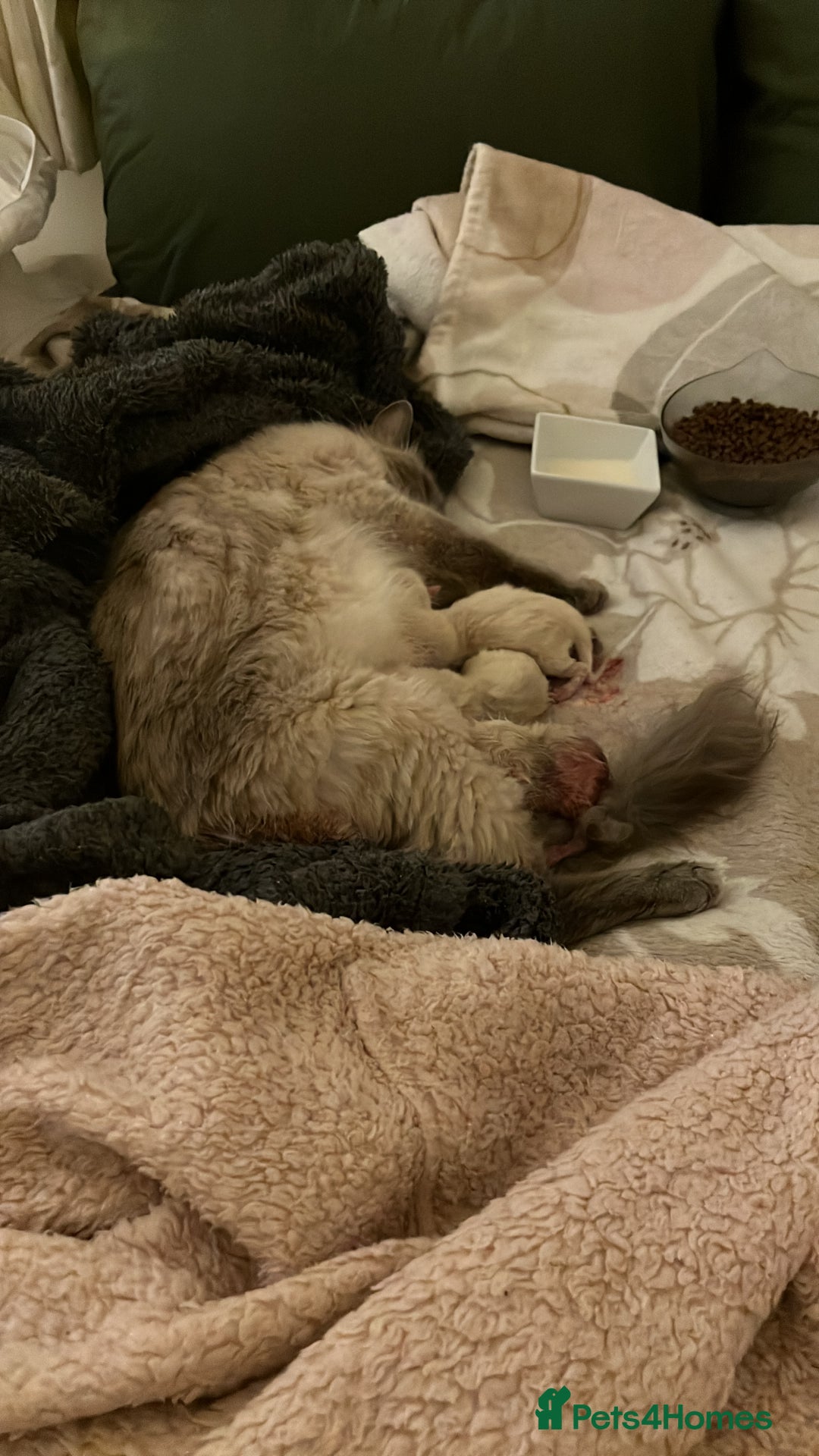 Ragdoll cats for sale: One female Ragdoll left  in Cambridge - Image 19