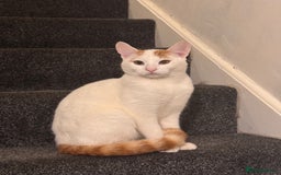 Turkish Van cats for sale: Turkish van cat  - Advert 3