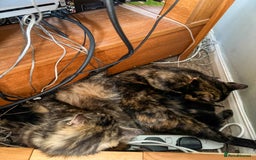 British Longhair cats for sale: Beautiful British longhair kittens - Image 18