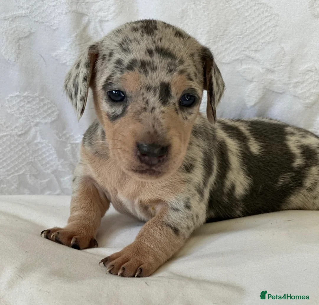 Miniature Dachshund dogs for sale: KC Mini Dachshunds Blue/Isabella & Cream dapple - Advert 15
