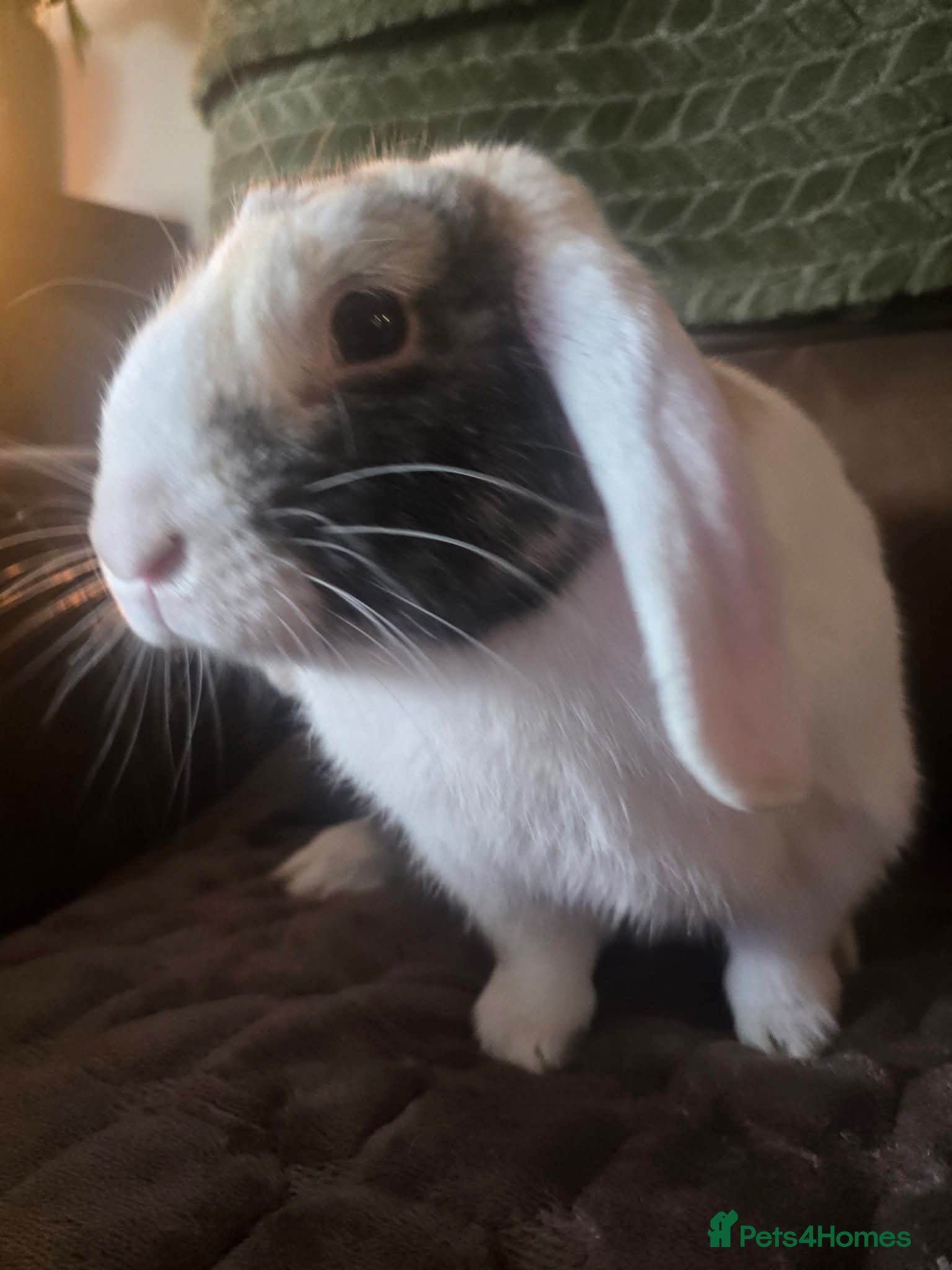 Mini Lop rabbits Gorgeous trio mini lop female - Advert 8