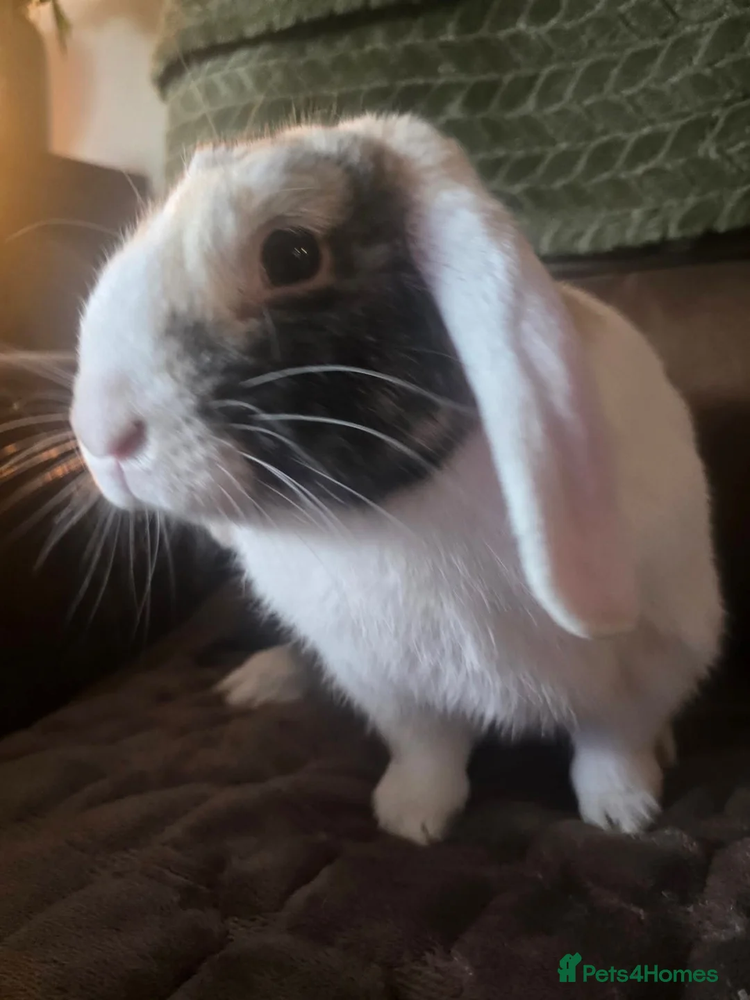 Mini Lop rabbits for sale: Gorgeous trio mini lop female - Advert 1