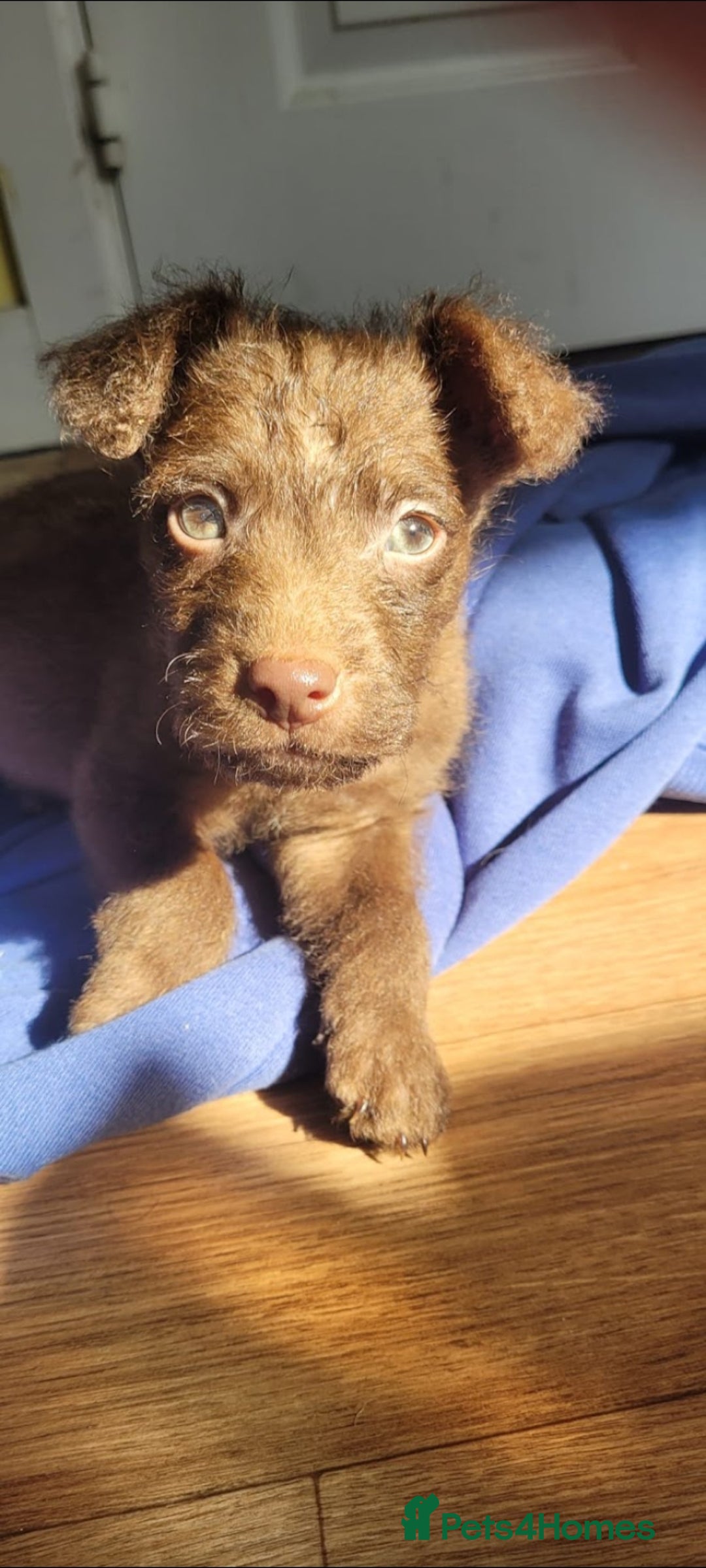 Patterdale Terrier dogs for sale: 15 week old Female Patterdale terriers puppies - Advert 3