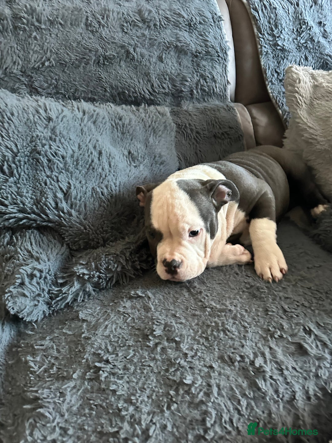 American Bully dogs for sale: 🐾 ABKC Registered Micro/Pocket Bully Puppies! 🐾 - Advert 37