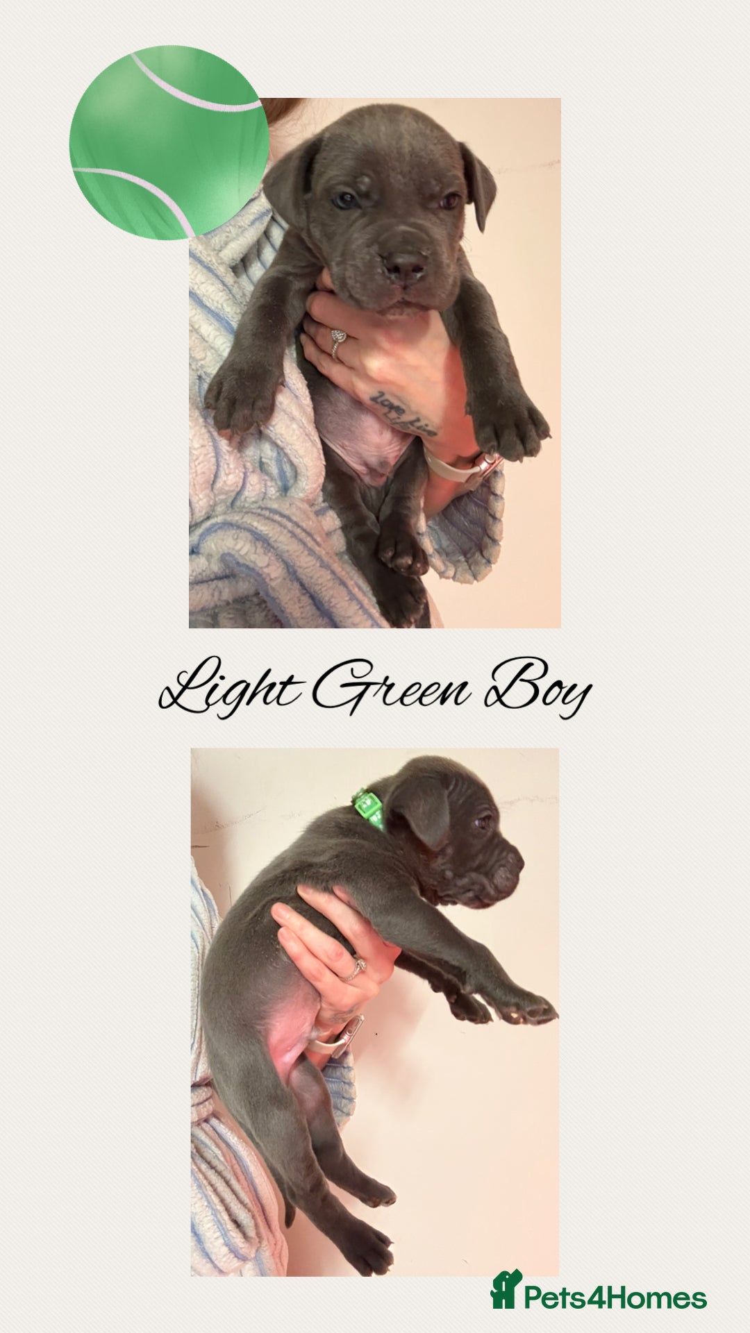 Cane Corso dogs for sale: 💎STUNNING Cane corso puppies 💎 - Image 6