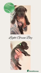 Cane Corso Puppy 4