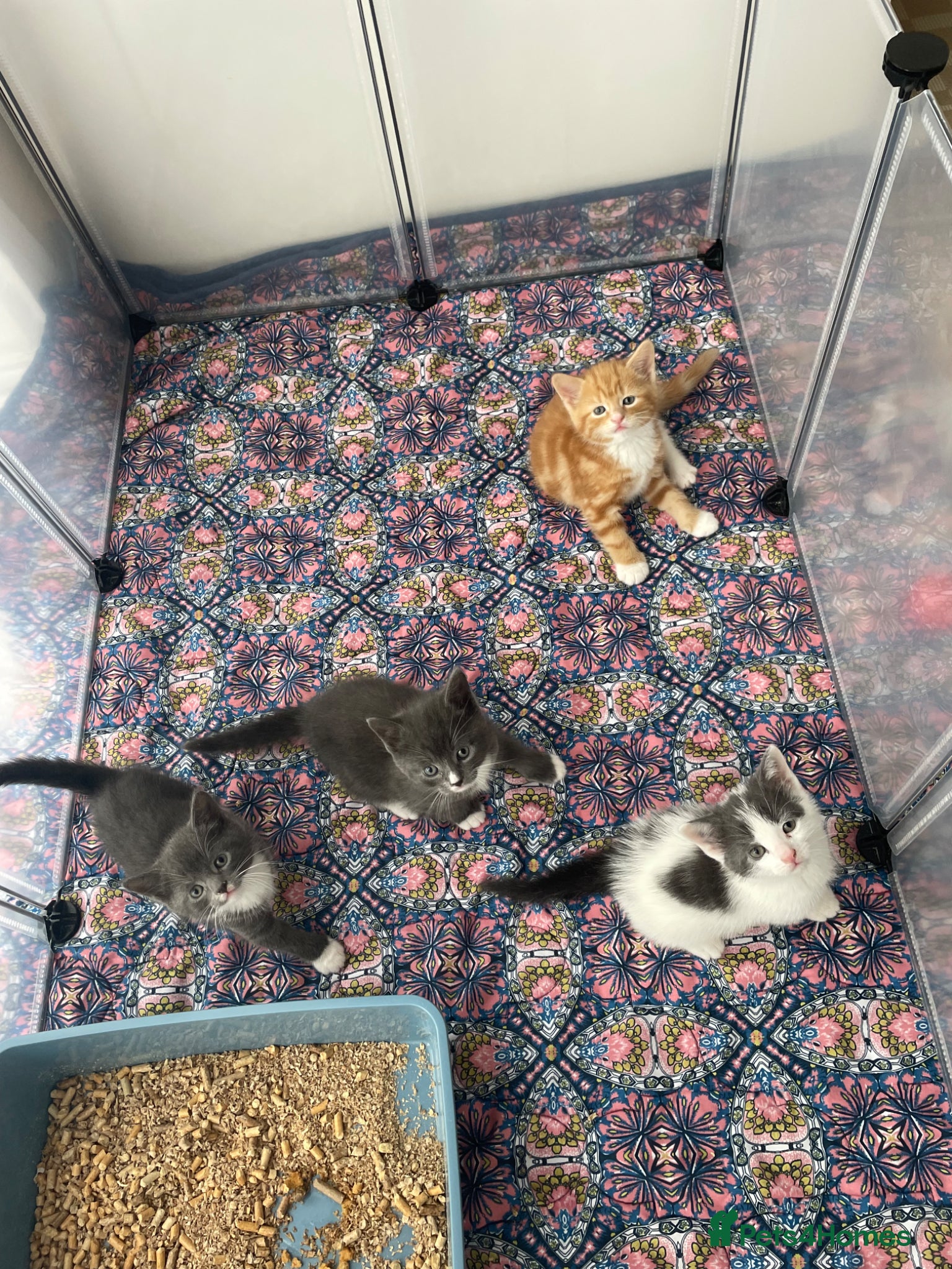 Mixed Breed cats for sale: Playful happy kittens - Advert 2