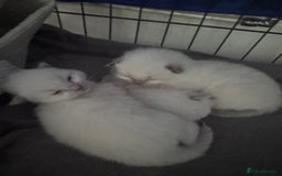 Ragdoll cats for sale: Absolutely Stunning litter of pure Ragdoll kittens - Image 16