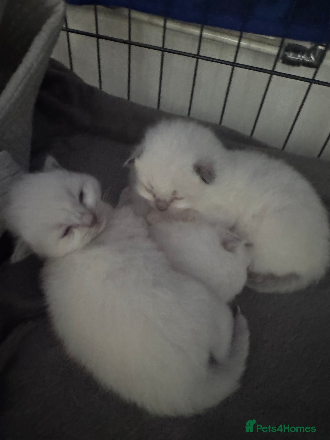 Ragdoll cats for sale: Absolutely Stunning litter of pure Ragdoll kittens - Image 16