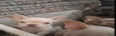 French Bulldog 3
