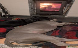 American Bull Staffy dogs for sale: American bull terrier  - Image 2