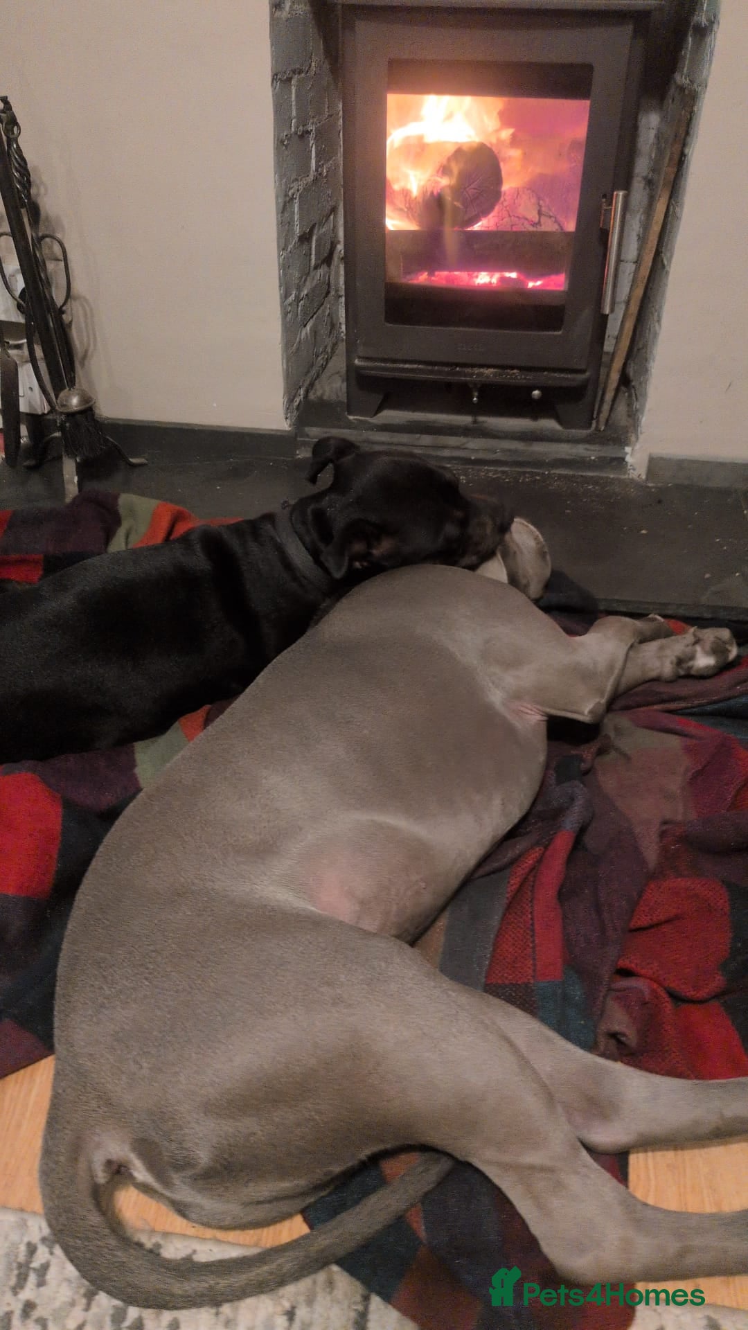 American Bull Staffy dogs for sale: American bull terrier  - Image 2