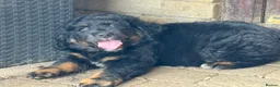 Bernedoodle dogs for sale: 2 gorgeous bernedoodle puppies available😍 - Advert 5