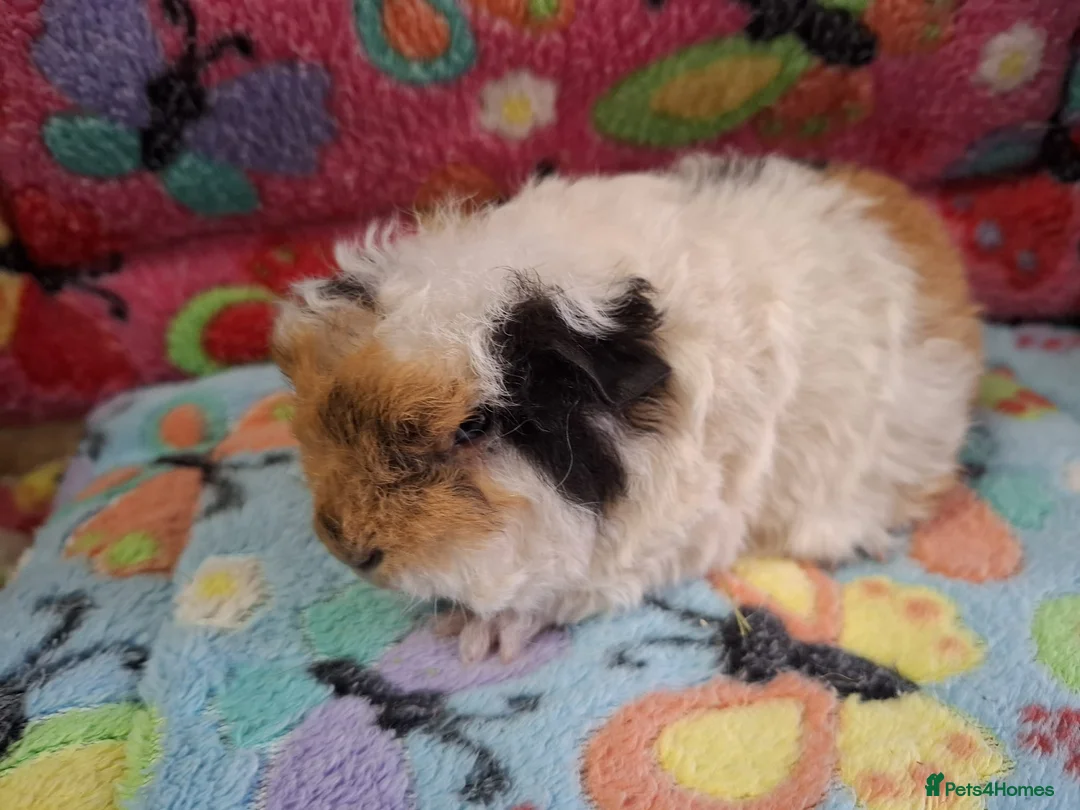 Guinea Pig rodents for sale: Baby Boars In Different Breeds  - Advert 2