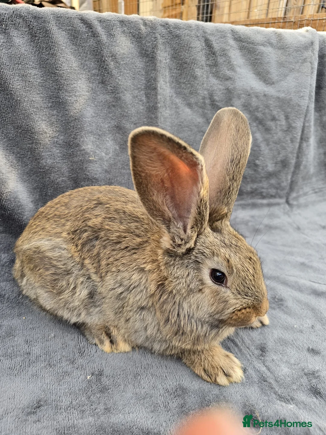 Continental Giant rabbits for sale: Baby giants  - Advert 2