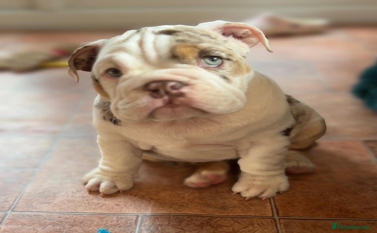 English Bulldog dogs - Advert 1