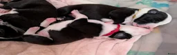 Mixed Breed dogs for sale: Borador bully puppies x3 girl viewings now  - Advert 9