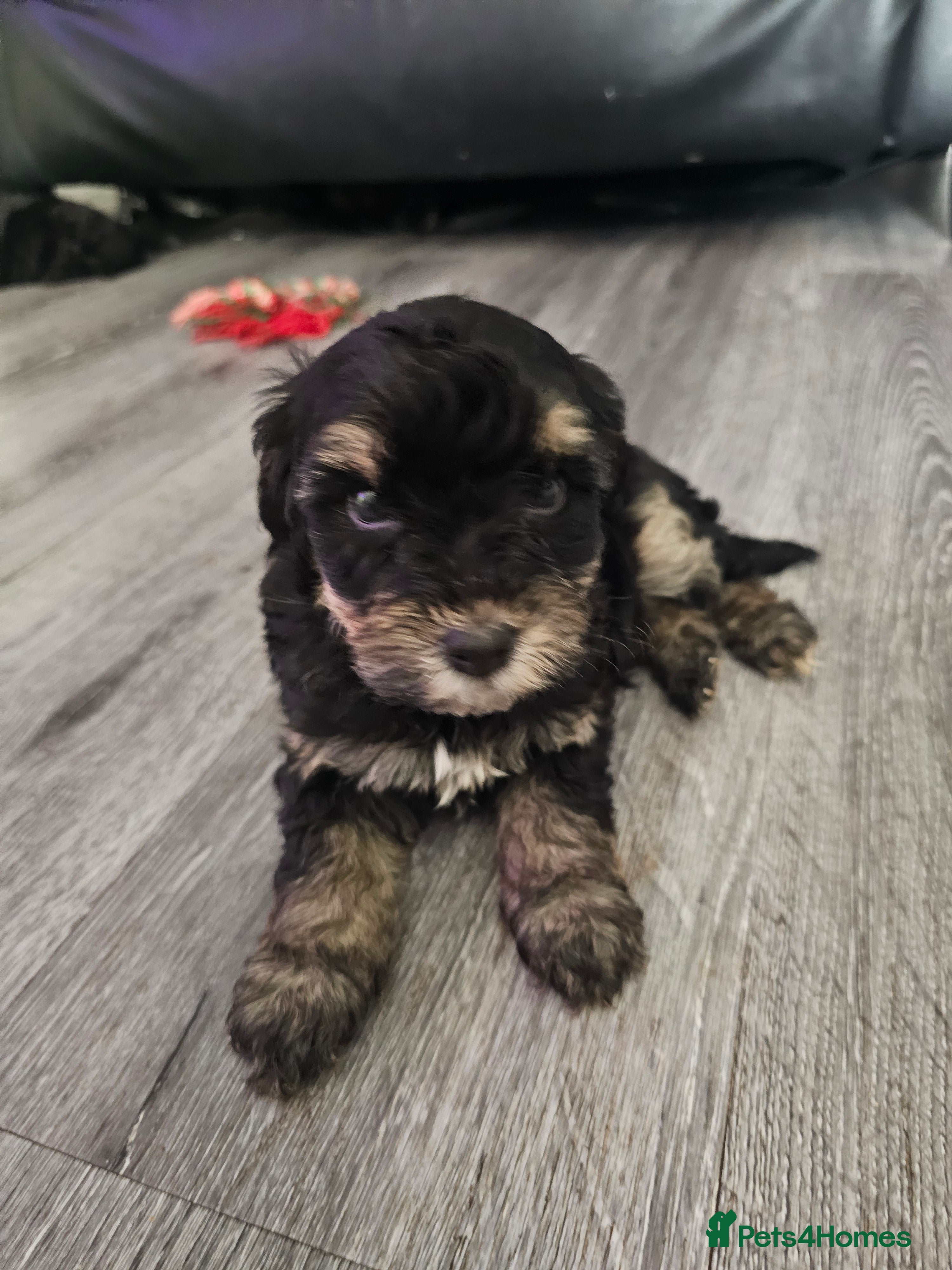 Mixed Breed dogs  **  Toy yorkipoo  - Advert 1