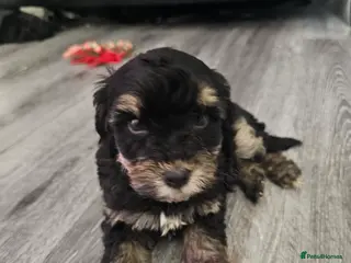 Mixed Breed dogs ** Toy yorkipoo - Advert 1