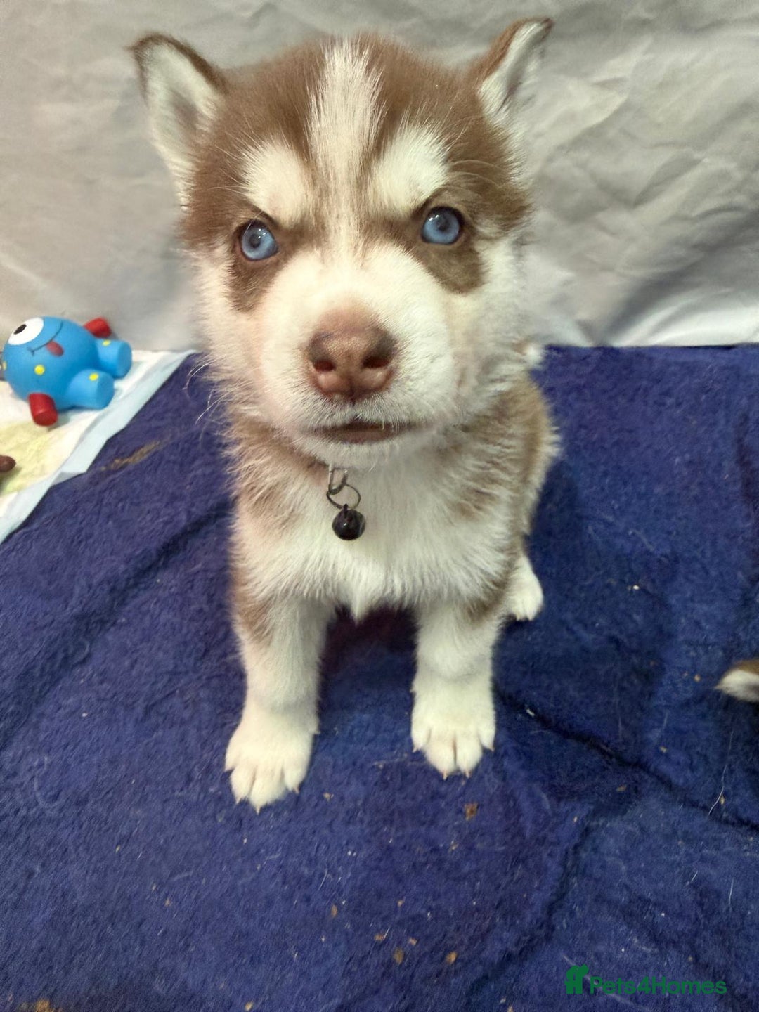 Siberian Husky dogs for sale: Pure Siberian Huskies - Advert 7